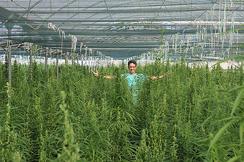 foto: cannabisnews.gr