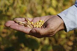 Prijave za genetski modifikovanu soju