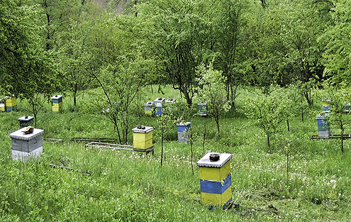 IMAO VELIKE PLANOVE: Mladićev pčelinjak / foto: tanjug